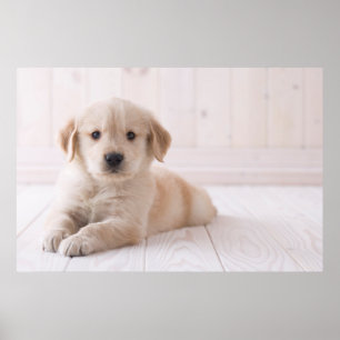 Poster Golden Retriever Lie Down