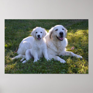 Poster Golden Retriever maman et chiot