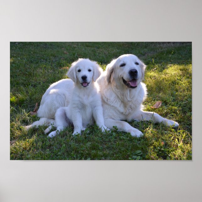 Poster Golden Retriever maman et chiot (Devant)