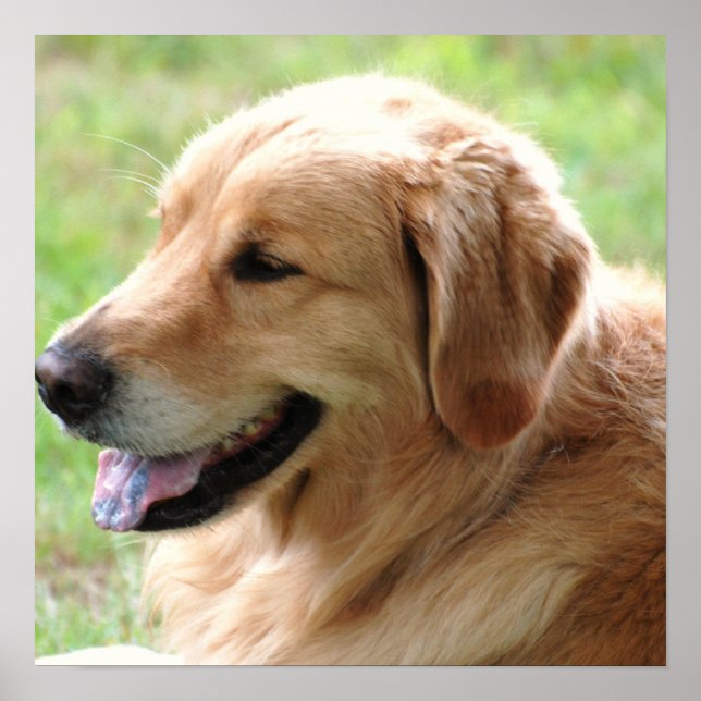 Poster Golden Retriever Pup Print (Devant)
