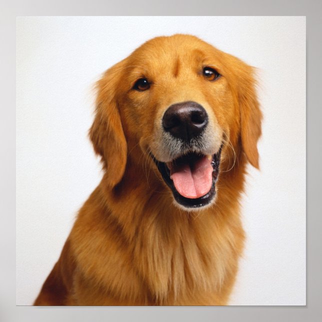 Poster Golden Retriever Smile (Devant)