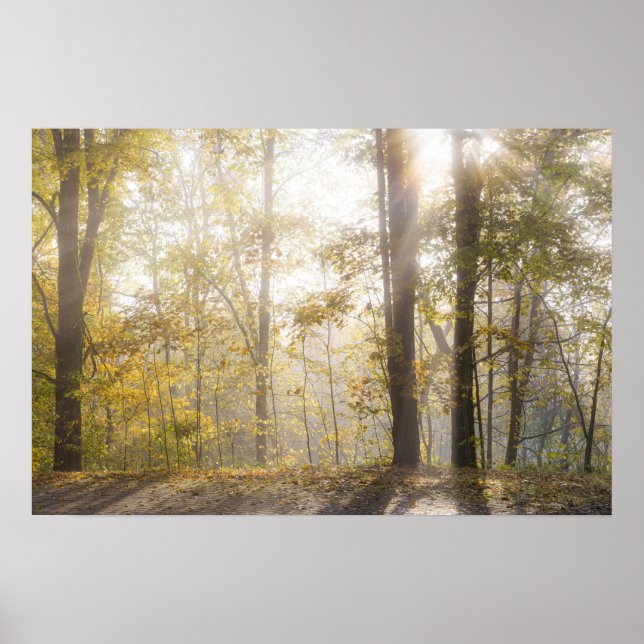 Poster Golden sunlight through autumn trees (Devant)