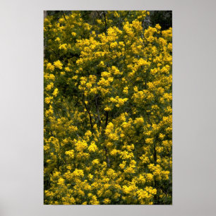 Poster Golden wattle