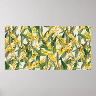 Poster Golden Wattle (Acacia pycnantha) est le na de l'Au
