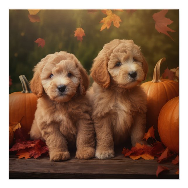 Poster Goldendoodle Chiot Automne Citrouille délice (Devant)