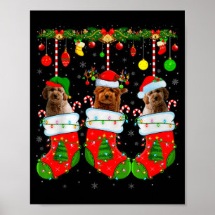 Poster Goldendoodle en chaussettes de Noël Chien drôle d'