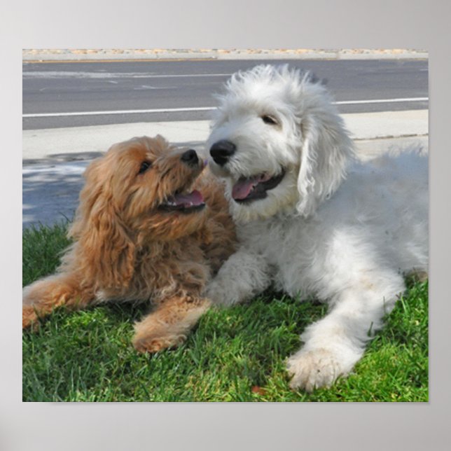 Poster Goldendoodle et les amis du labradoodle (Devant)