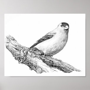 Poster Goldfinch