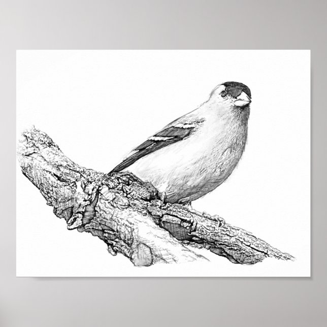 Poster Goldfinch (Devant)