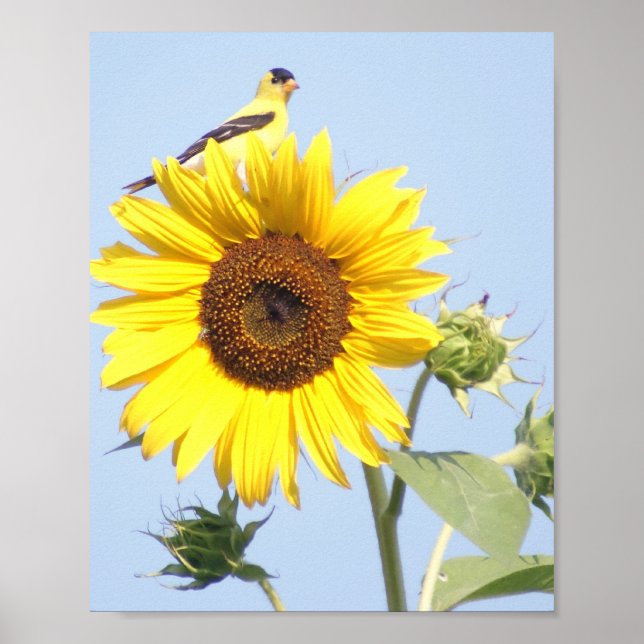 Poster Goldfinch américain sur tournesol (Devant)