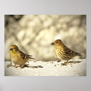 Poster Goldfinch and Pine Siskin
