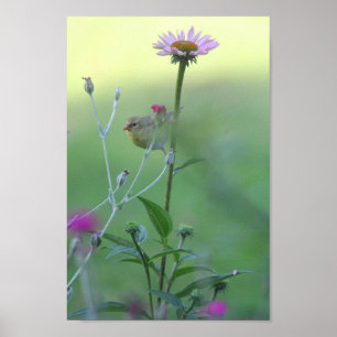 Poster Goldfinch sur un coneflower