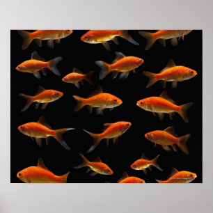Poster Goldfish 2
