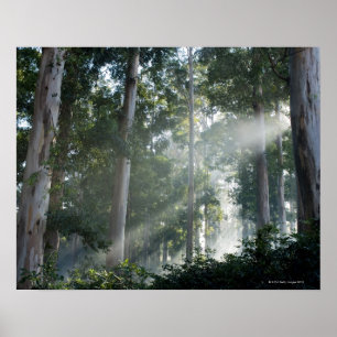 Poster Gommes (Eucalyptus) dans la forêt tropicale Tokai
