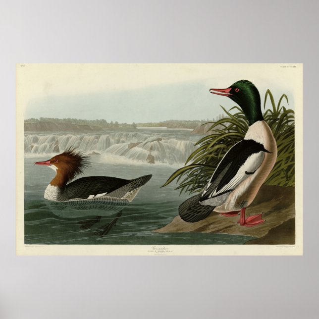Poster Goosander (Merganser commun) Oiseaux d'Audubon (Devant)