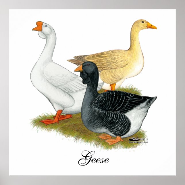 Poster Goose Trio (Devant)