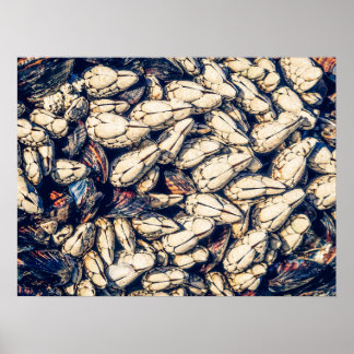 Poster Gooseneck Barnacles & Moules, Westcoast Canada
