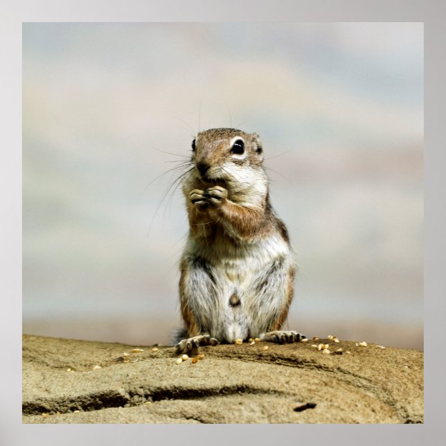 Poster Gopher_005 (Devant)