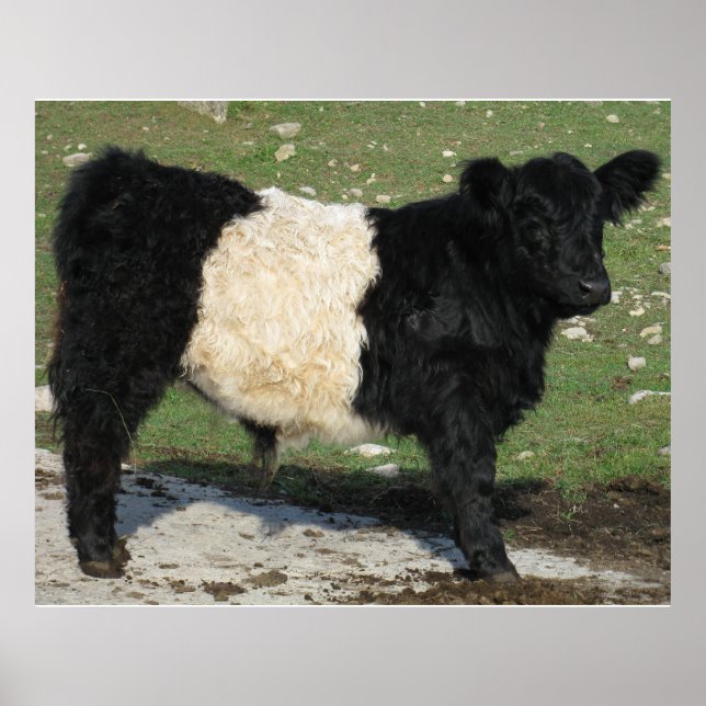 Poster Gorgeous Belge Galloway Steer Cutout Beltie Farm (Devant)