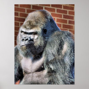 POSTER GORILLA