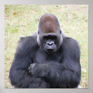 Poster Gorilla