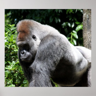 Poster Gorilla Argent Back