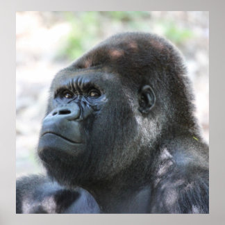 Poster Gorilla Argent Back