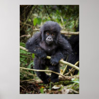 Gorilla de montagne | Gorilla Beringei Beringei