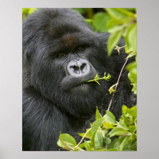 Poster Gorilla de Silverback Mountain (Devant)