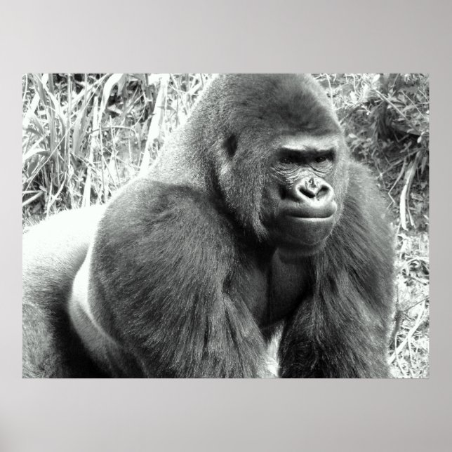 Poster Gorilla en noir et blanc (Devant)