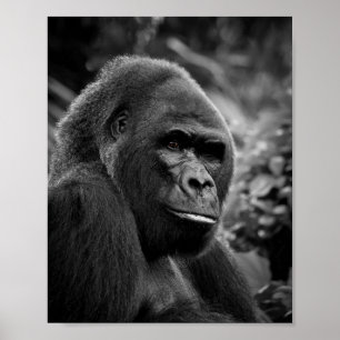 Poster Gorilla Gros Portrait Noir Et Blanc