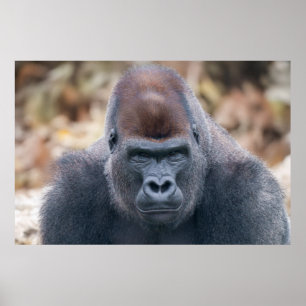 Poster Gorilla Lope à l'air fort en 2025