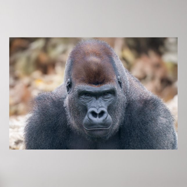Poster Gorilla Lope à l'air fort en 2025 (Devant)