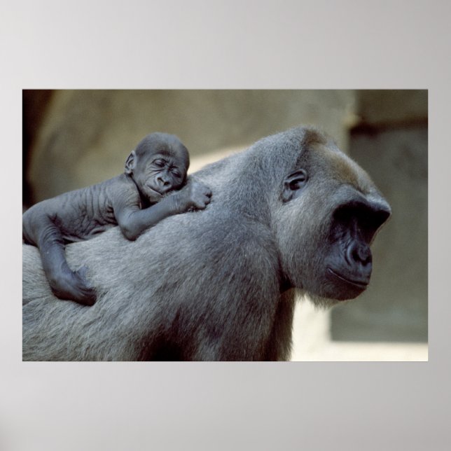 Poster Gorilla mère et bébé (Devant)
