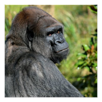 Gorilla Silverback