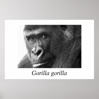 Poster Gorille-#1-Gorilla gorilla