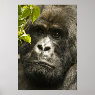 Poster Gorille de montagne, Gorilla beringei beringei,