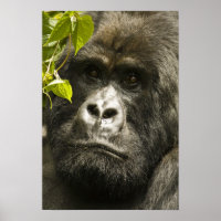 Gorille des montagnes, Gorilla beringei beringei,