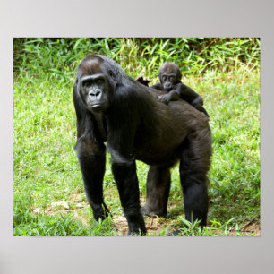Poster Gorille infantile de plaine sur le dos de la mère