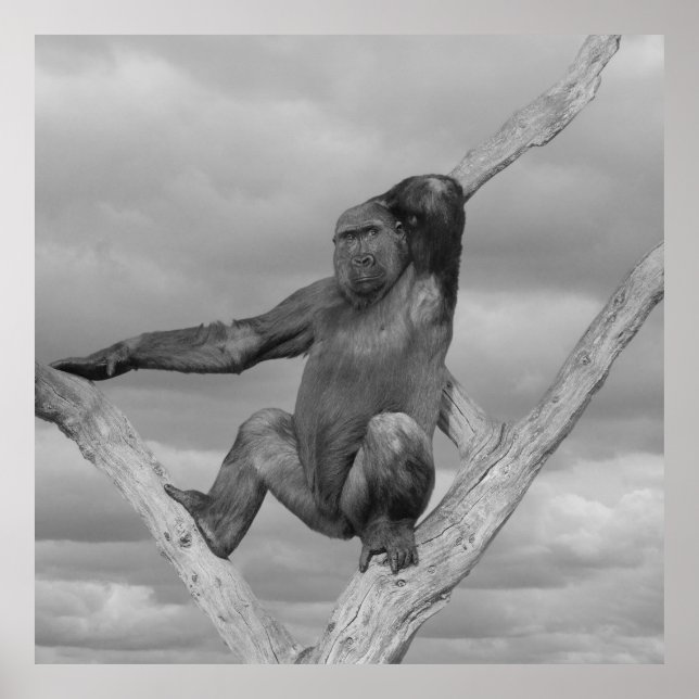 Poster Gorille Posée Sur Un Arbre (Devant)