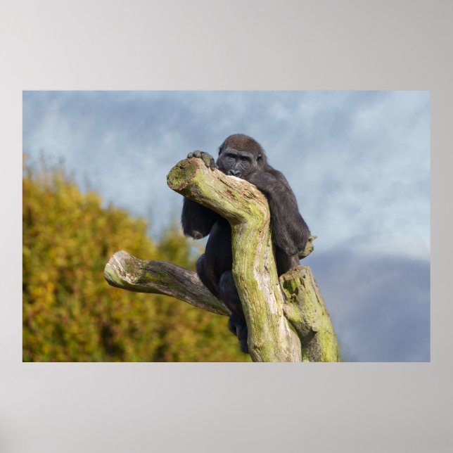 Poster Gorille Reposée Sur Un Arbre (Devant)