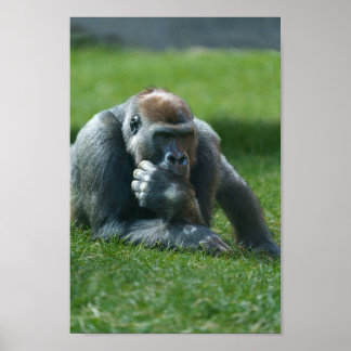 Poster Gorille suceuse de pouce