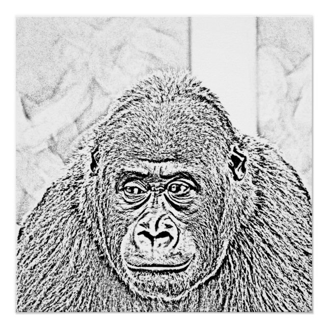 Poster gorille ultra sketch (Devant)