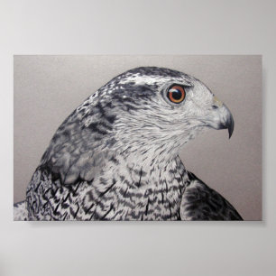 Poster Goshawk