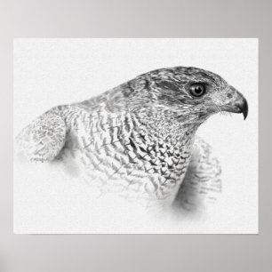 Poster Goshawk Drawing