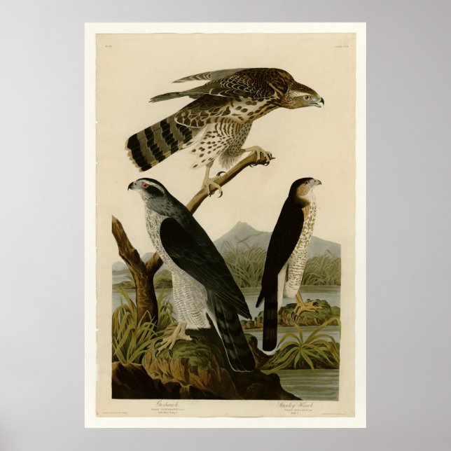 Poster Goshawk et Stanley Hawk (Devant)