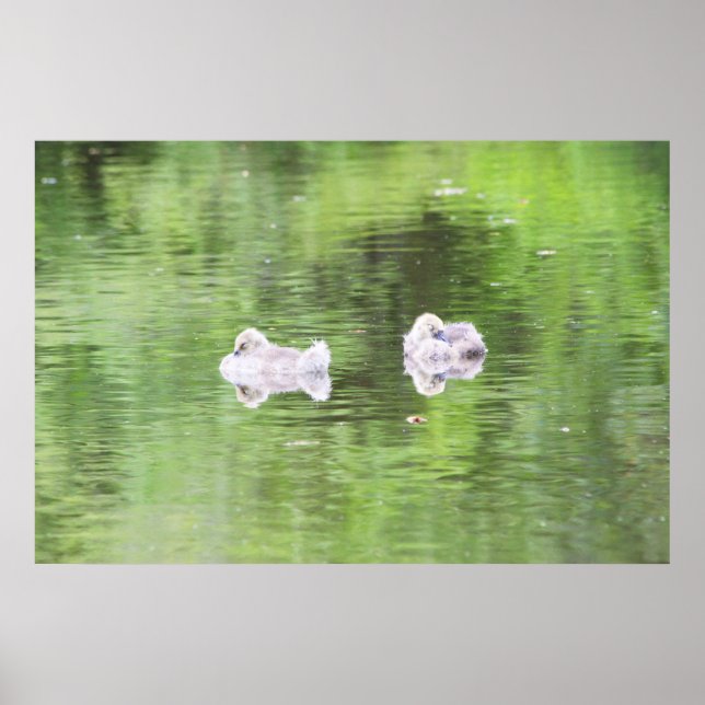 Poster Goslings dorés (Devant)