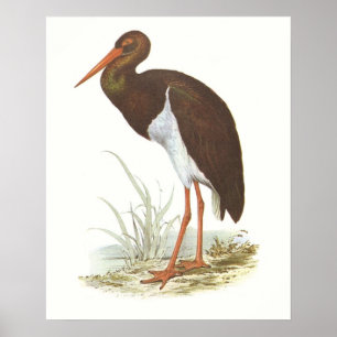Poster Gould - Black Stork - Cliconia nigra