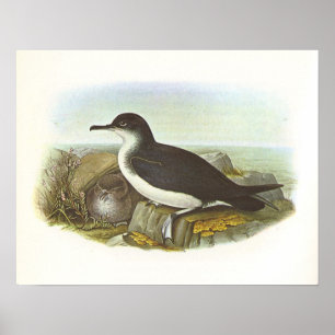 Poster Gould - Manx Shearwater - Procellaria puffinus