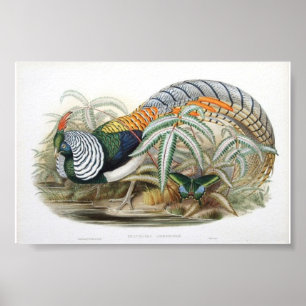 Poster Gould - Pheasant Portfolio de Madame Amherst